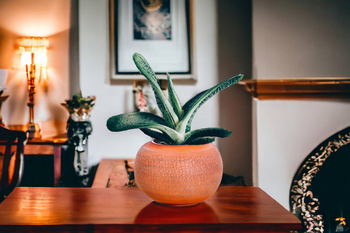 Osłonka Okrągła Spękana