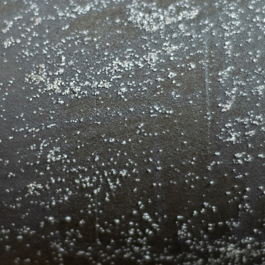 Osłonka Trójnoga Brązowa